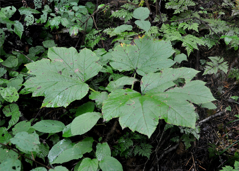 Image of Oplopanax elatus specimen.