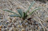 Limonium &times; erectiflorum