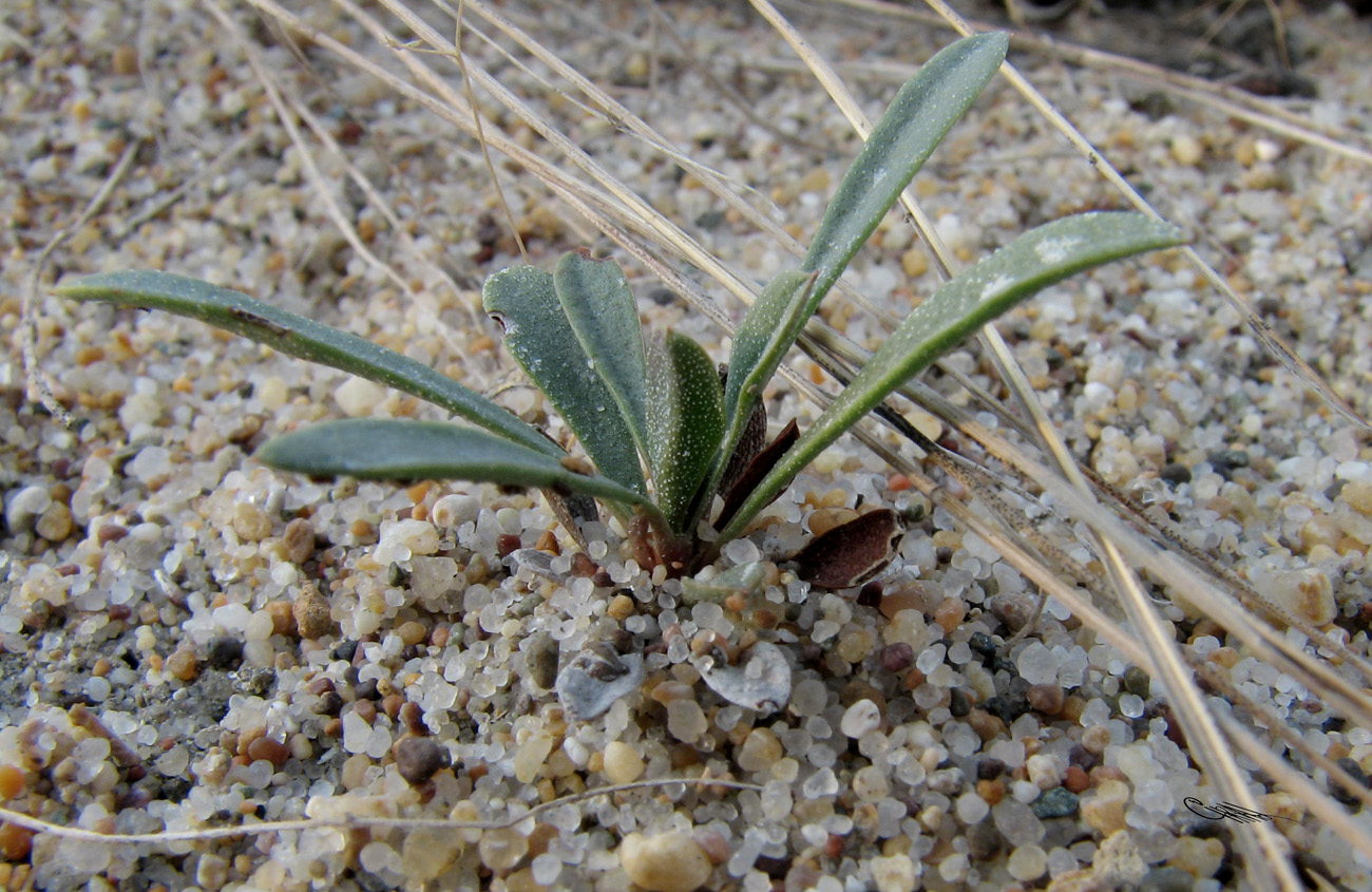 Image of Limonium &times; erectiflorum specimen.