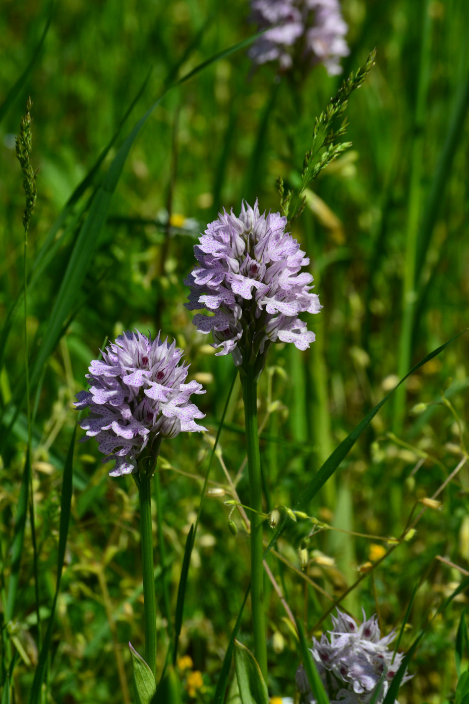 Image of Neotinea tridentata specimen.