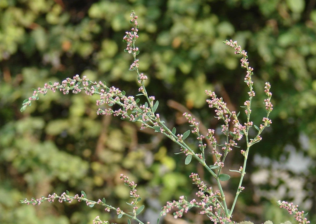 Image of Polygonum aviculare specimen.