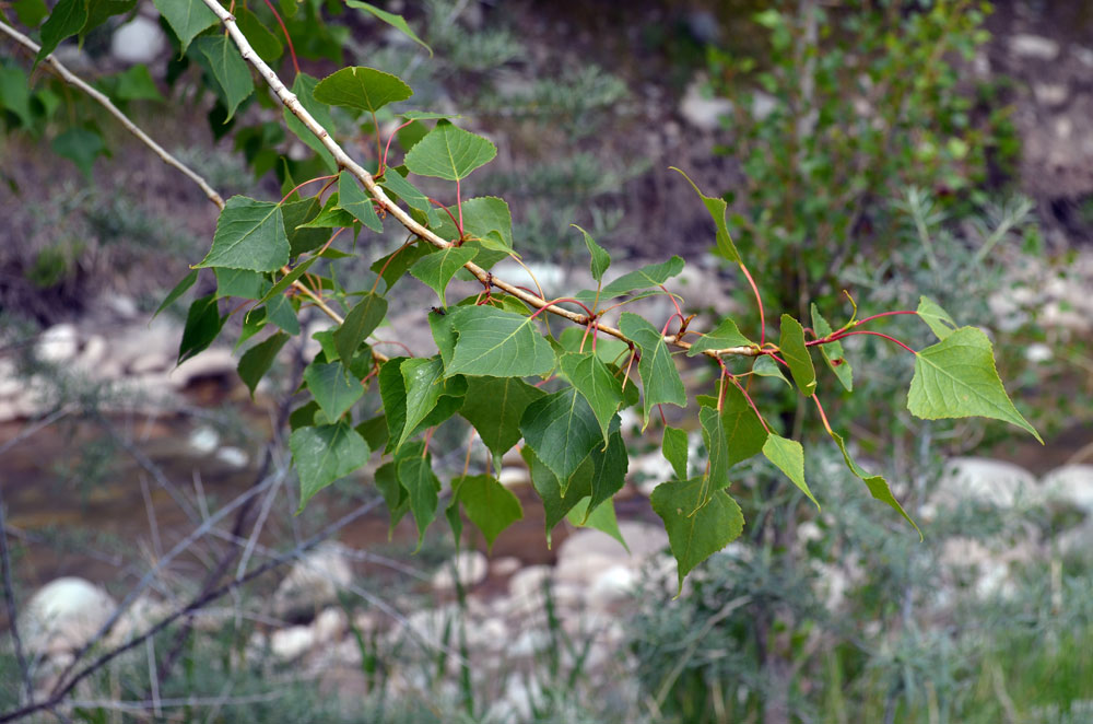 Image of Populus afghanica specimen.