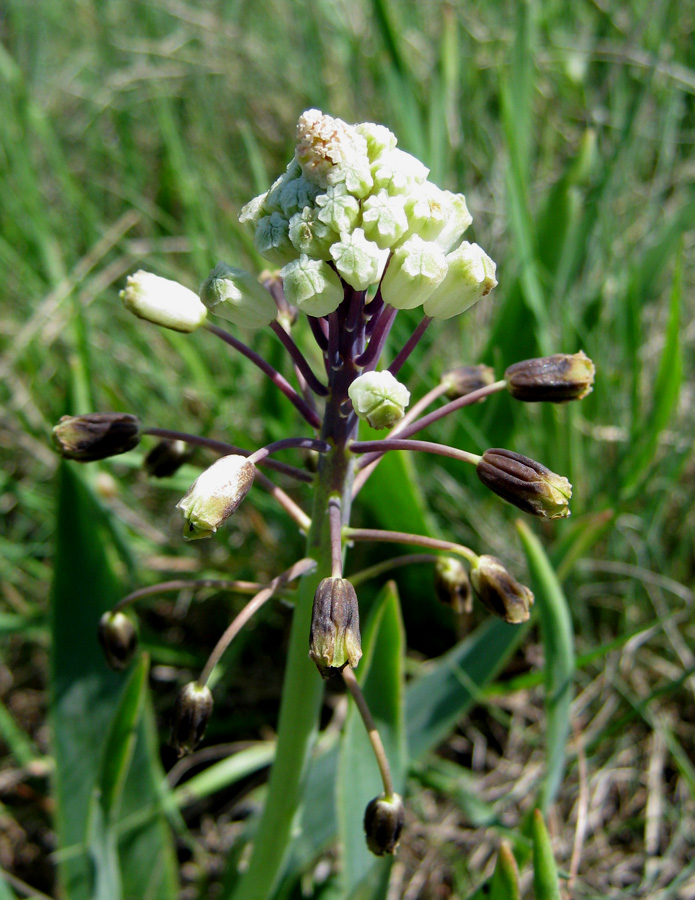 Bellevalia sarmatica - Image of an specimen - Plantarium