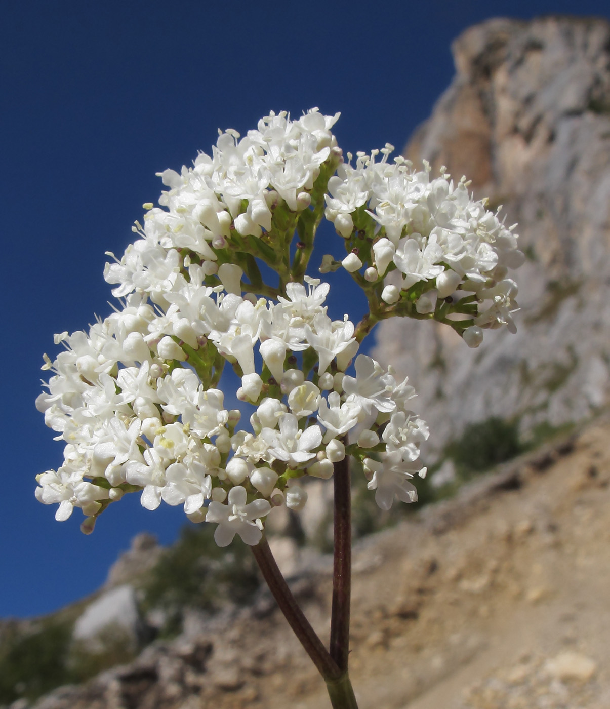Image of Valeriana alliariifolia specimen.