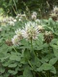 Trifolium ambiguum. Верхушки растений с соцветиями. Крым, Бахчисарай, Чуфут-Кале. 06.06.2014.