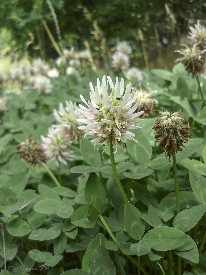 Image of Trifolium ambiguum specimen.