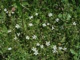 Cerastium subciliatum