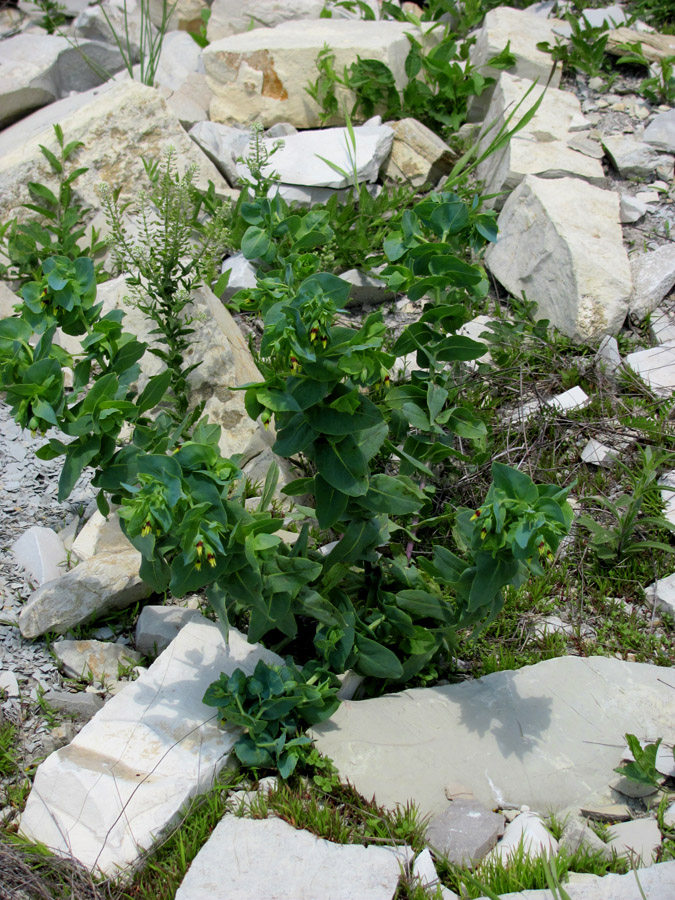 Image of Cerinthe minor specimen.