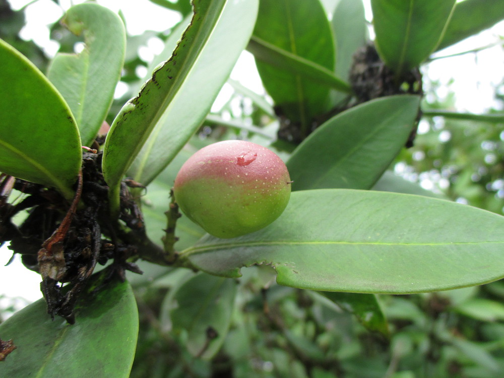 Image of Acokanthera oblongifolia specimen.