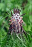 Pedicularis wilhelmsiana. Верхушка побега с соцветием. Карачаево-Черкесия, окр. пос. Архыз, хребет Абишира-Ахуба, субальпийский луг (выс. около 2000 м н.у.м.). 15.06.2015.