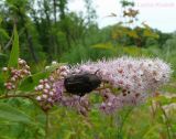 Spiraea salicifolia