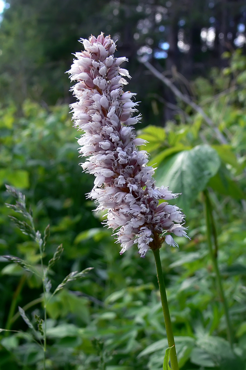 Изображение особи Bistorta officinalis.