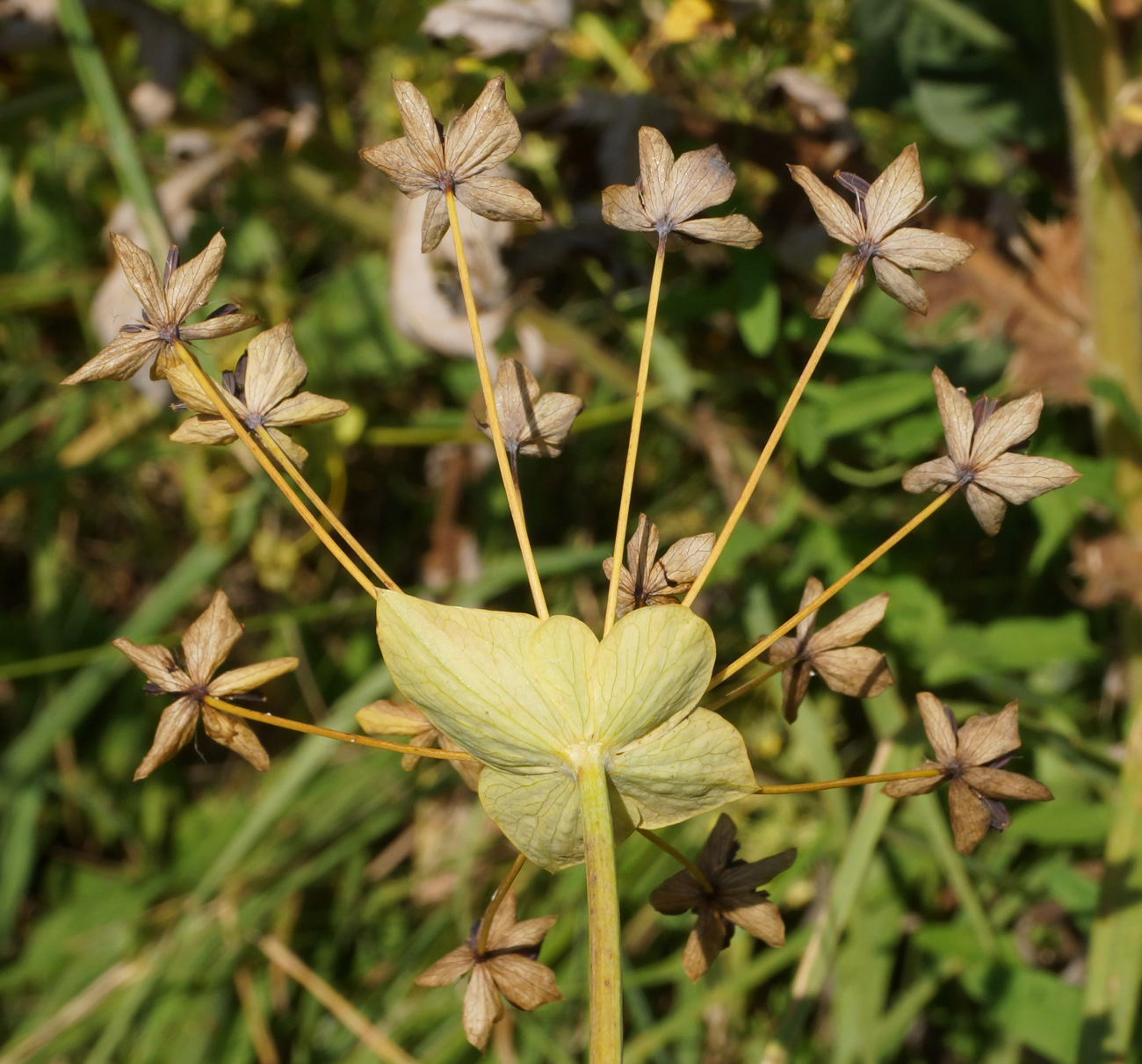 Изображение особи Bupleurum longifolium ssp. aureum.