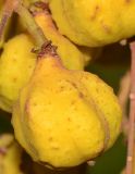 Cupaniopsis anacardioides