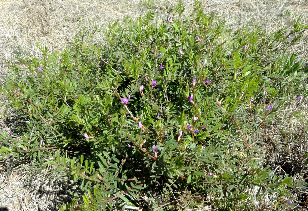 Image of genus Vicia specimen.