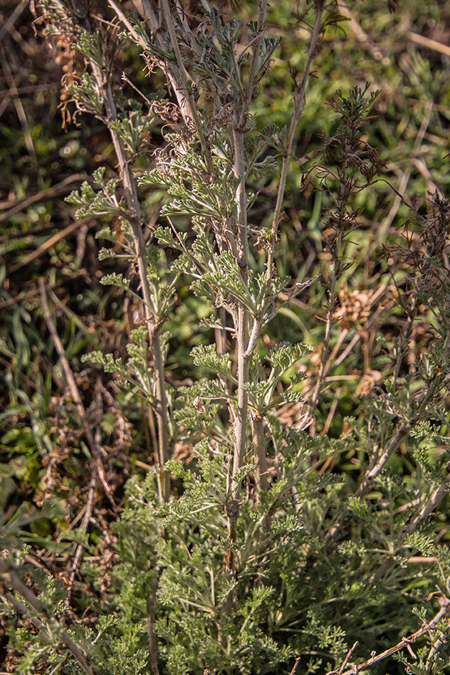 Изображение особи Artemisia taurica.