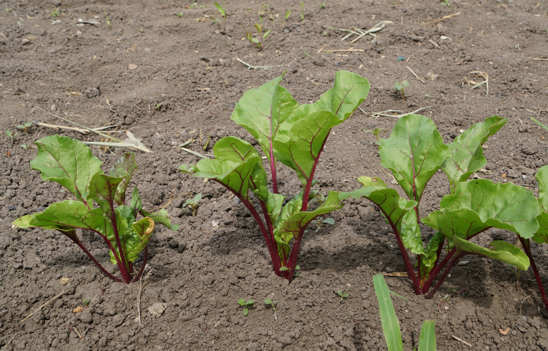 Image of Beta vulgaris specimen.