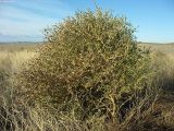 Atriplex sphaeromorpha. Плодоносящее растение в прибрежной зоне соленого озера. Астраханская обл., сев. берег оз. Баскунчак. 04.10.2009.