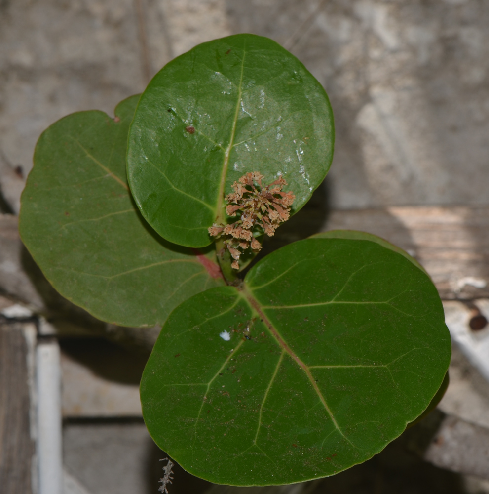 Image of Coccoloba uvifera specimen.