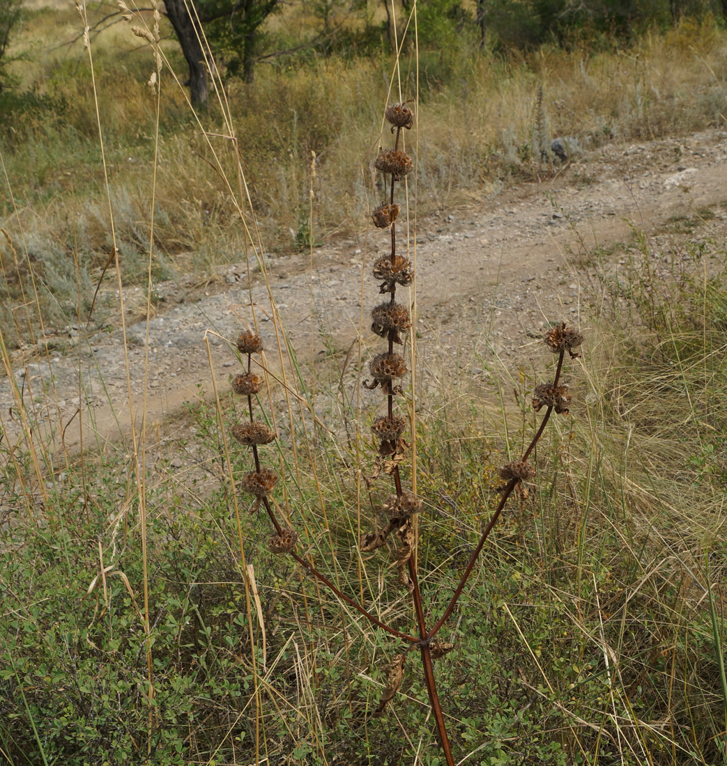 Image of Phlomoides tuberosa specimen.