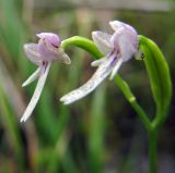 Amitostigma kinoshitae. Цветки (вид сбоку); виден короткий тупой шпорец. Сахалинская обл., Южно-Курильский р-н, о-в Кунашир, топкий северный берег оз. Глухое. 06.08.2014.