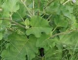 Arctium tomentosum