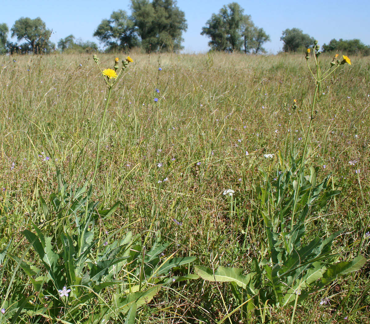 Image of Sonchus arvensis ssp. uliginosus specimen.