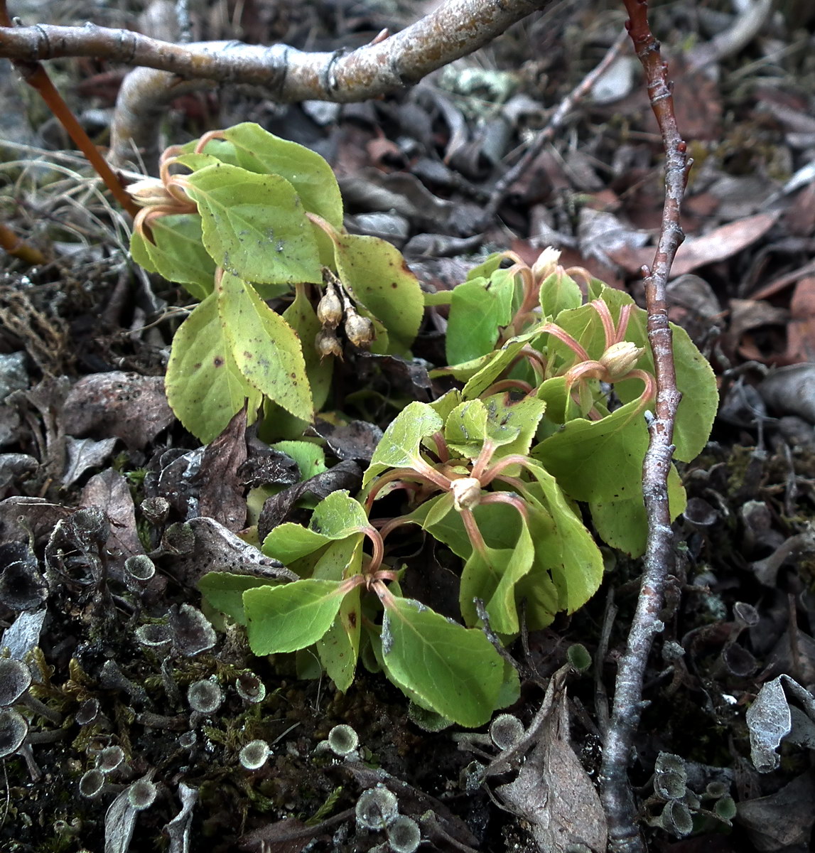 Изображение особи Orthilia secunda.