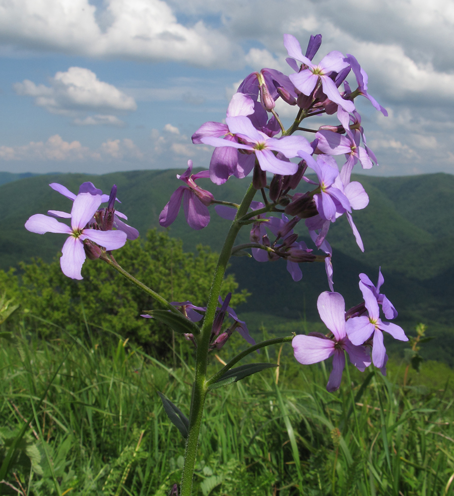 Image of Hesperis pseudocinerea specimen.