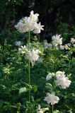 Saponaria officinalis форма pleniflora. Верхушка цветущего растения. Новосибирск. 04.07.2006.