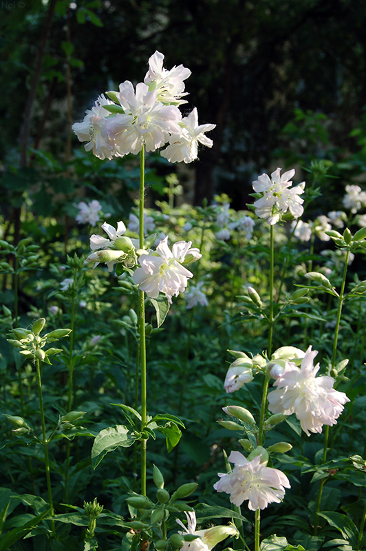 Image of Saponaria officinalis f. pleniflora specimen.