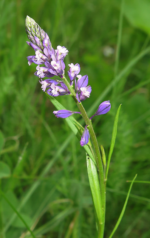 Image of Polygala comosa specimen.