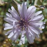 Lactuca tuberosa