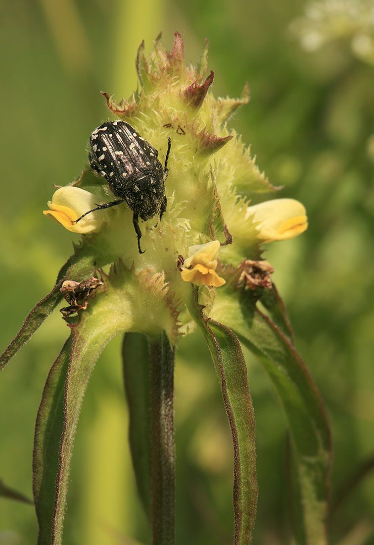 Image of Melampyrum cristatum specimen.