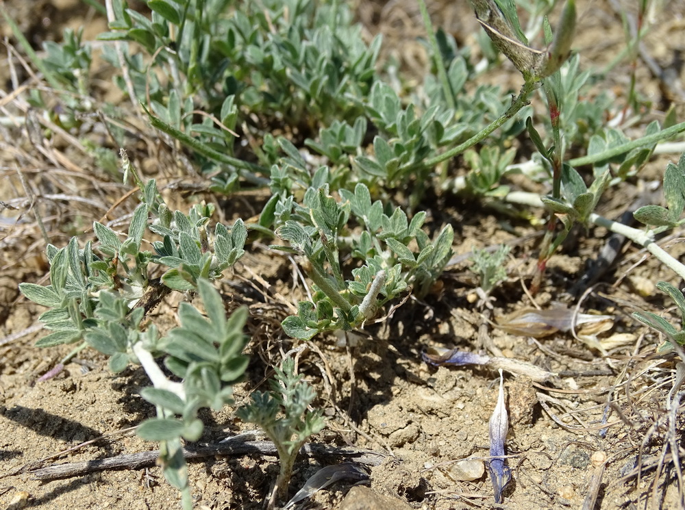 Image of Astragalus stenoceras specimen.