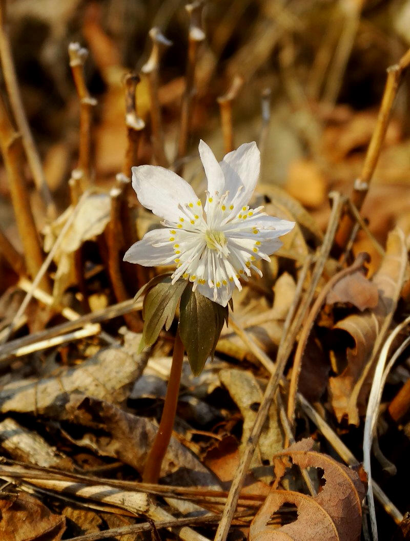 Image of Eranthis stellata specimen.