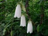 Campanula punctata