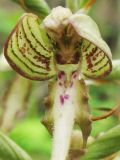 Himantoglossum hircinum. Цветок. ФРГ, Тюрингия, окрестности Йены. 26 мая 2007 г.