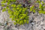 Euphorbia petrophila