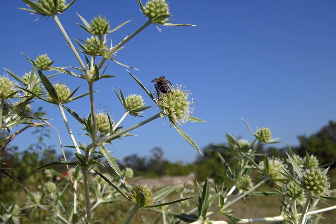 Изображение особи Eryngium campestre.