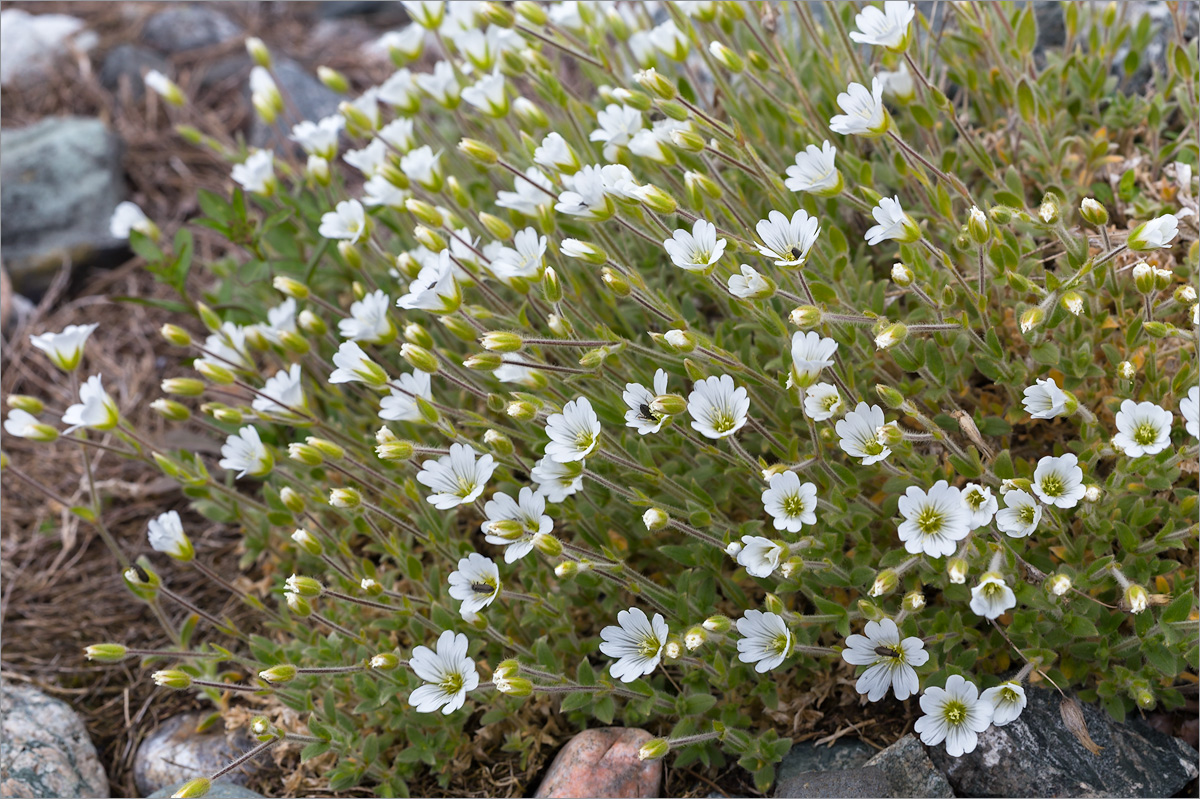 Изображение особи Cerastium alpinum.