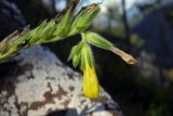 Onosma caucasica. Верхушка побега с цветущим и отцветшими цветками. Республика Адыгея, Майкопский р-н, ок. 3 км к северу от пос. Гузерипль, восточный склон горы Казачья, выс. ок. 1200 м н.у.м., на скале. 23.07.2016.