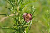 Codonopsis ussuriensis