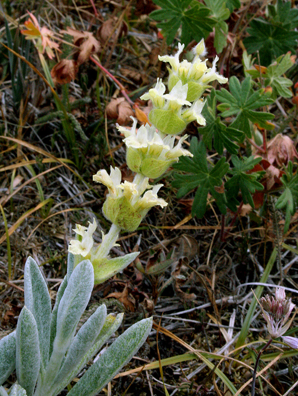 Изображение особи Sideritis catillaris.