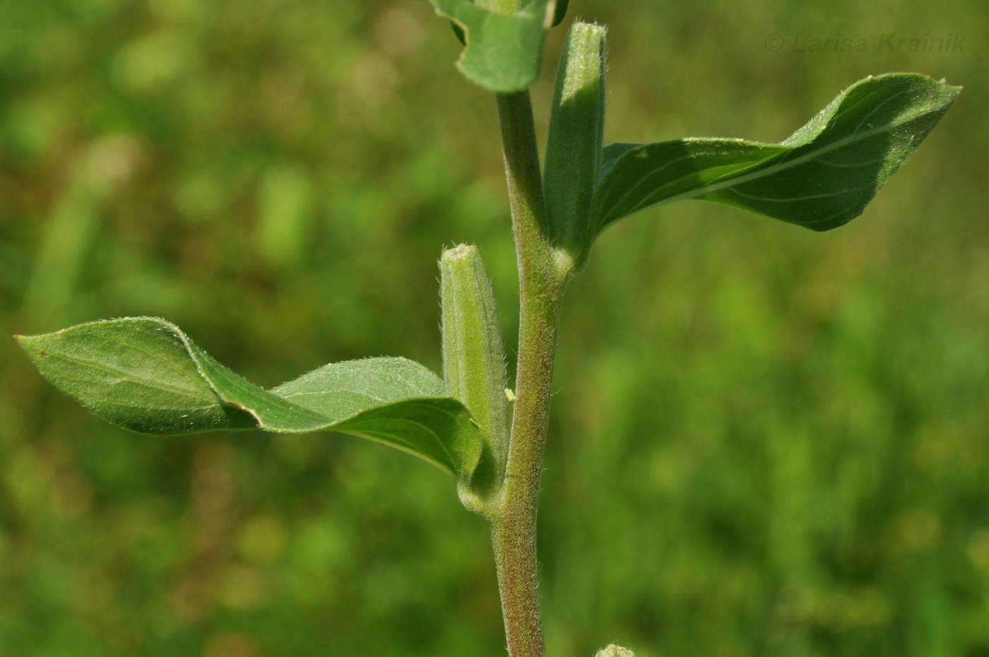 Изображение особи род Oenothera.