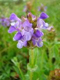 Prunella grandiflora. Соцветие. Республика Мордовия, Старошайговский р-н, окр. с. Подверниха, дубовый колок среди залежей. Август 2008 г.