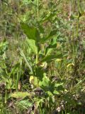 Hieracium leptoprenanthes