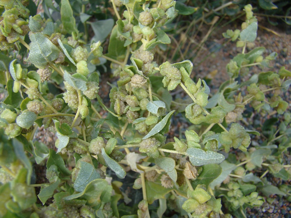 Image of Atriplex centralasiatica specimen.