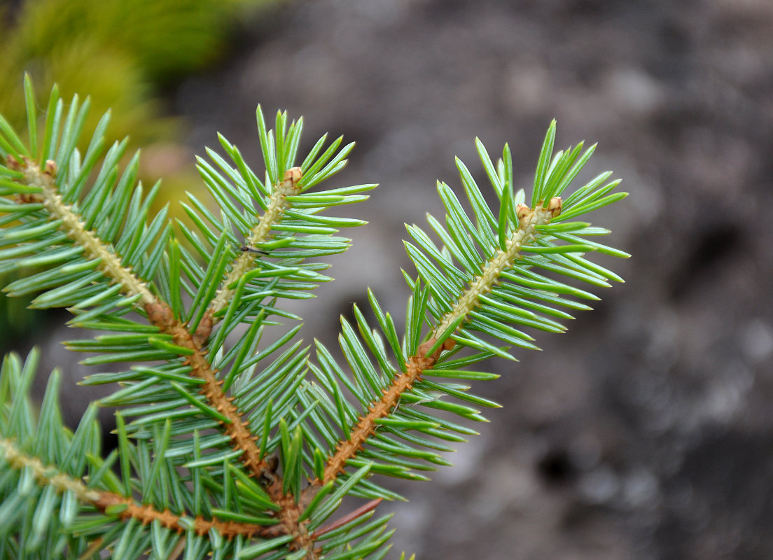 Image of genus Picea specimen.