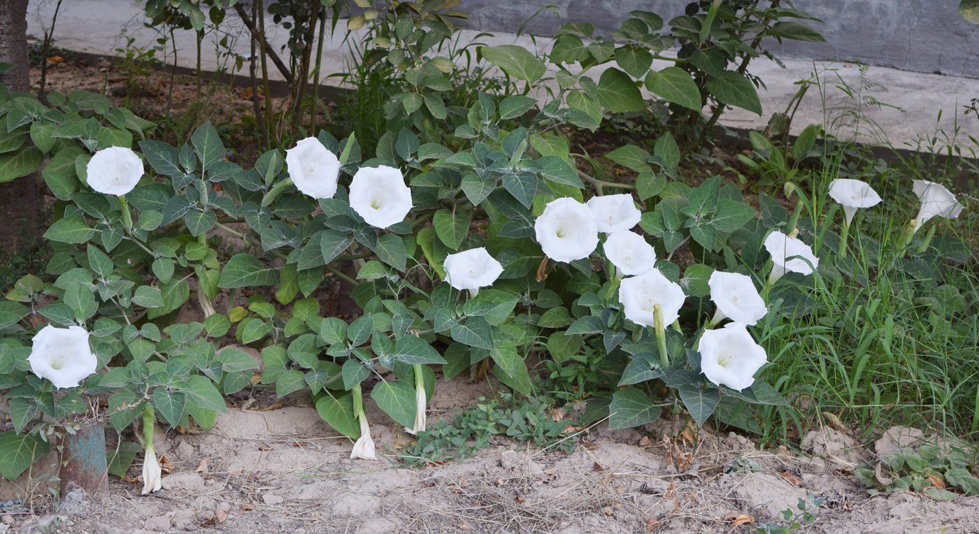 Изображение особи Datura wrightii.